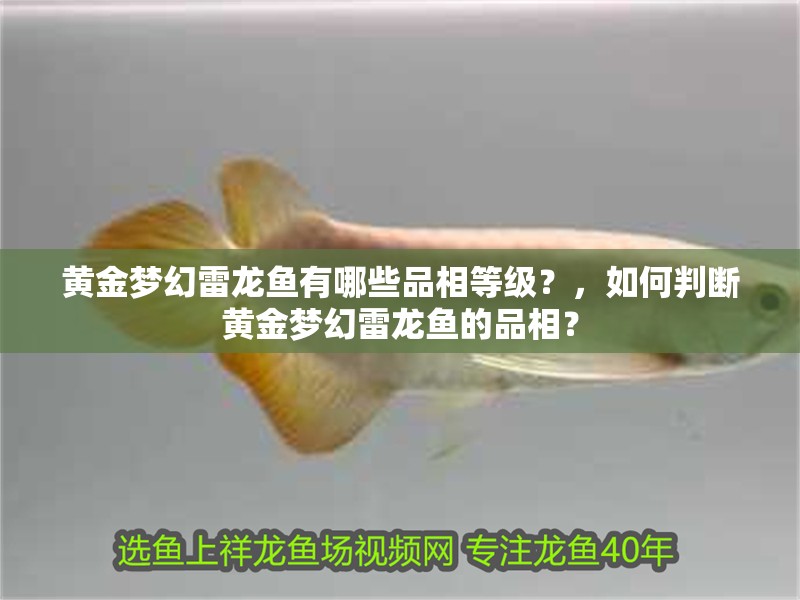 黃金夢幻雷龍魚有哪些品相等級？，如何判斷黃金夢幻雷龍魚的品相？