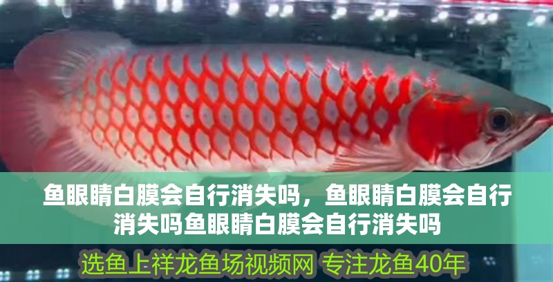 魚眼睛白膜會自行消失嗎，魚眼睛白膜會自行消失嗎魚眼睛白膜會自行消失嗎