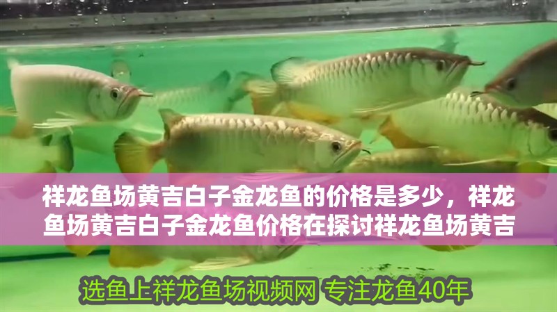 祥龍魚場黃吉白子金龍魚的價格是多少，祥龍魚場黃吉白子金龍魚價格在探討祥龍魚場黃吉白子金龍魚的價格