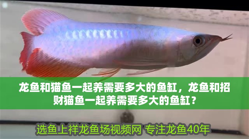 龍魚和貓魚一起養需要多大的魚缸，龍魚和招財貓魚一起養需要多大的魚缸？