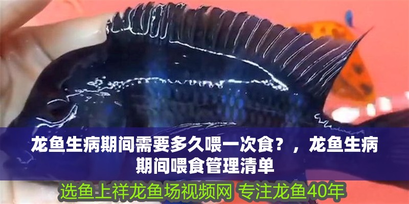龍魚生病期間需要多久喂一次食？，龍魚生病期間喂食管理清單