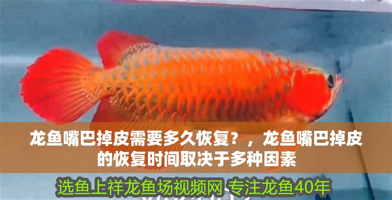 龍魚嘴巴掉皮需要多久恢復(fù)？，龍魚嘴巴掉皮的恢復(fù)時(shí)間取決于多種因素