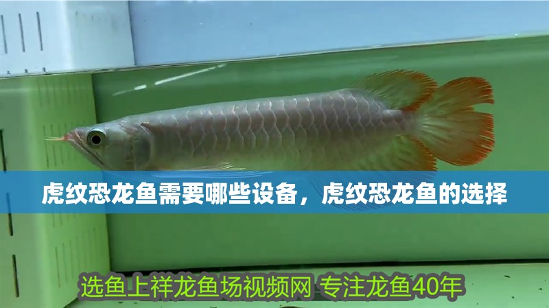 虎紋恐龍魚需要哪些設備，虎紋恐龍魚的選擇