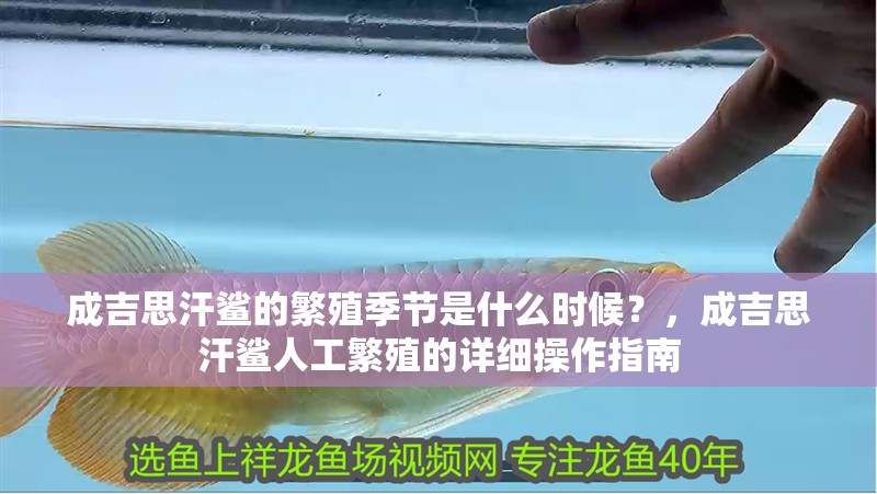 成吉思汗鯊的繁殖季節是什么時候？，成吉思汗鯊人工繁殖的詳細操作指南
