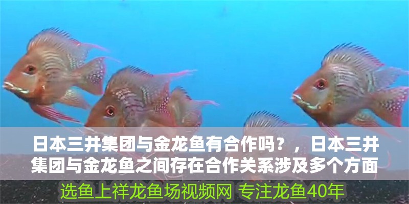 日本三井集團與金龍魚有合作嗎？，日本三井集團與金龍魚之間存在合作關系涉及多個方面