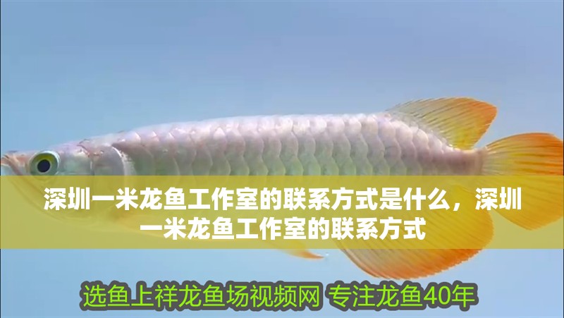 深圳一米龍魚(yú)工作室的聯(lián)系方式是什么，深圳一米龍魚(yú)工作室的聯(lián)系方式