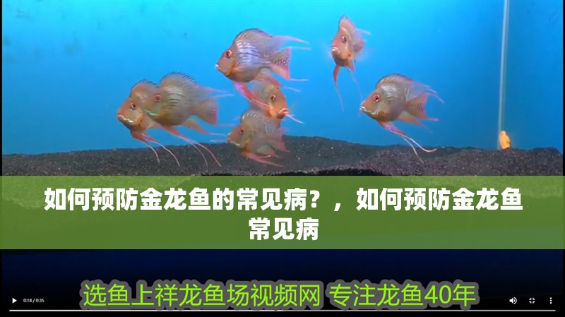 如何預(yù)防金龍魚(yú)的常見(jiàn)病？，如何預(yù)防金龍魚(yú)常見(jiàn)病