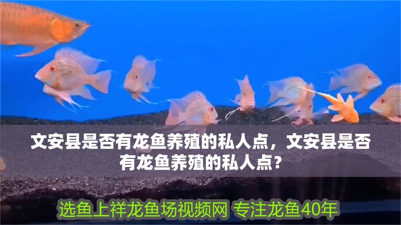 文安縣是否有龍魚養殖的私人點，文安縣是否有龍魚養殖的私人點？