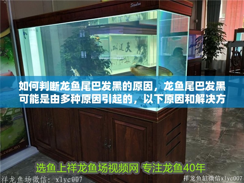 如何判斷龍魚尾巴發黑的原因，龍魚尾巴發黑可能是由多種原因引起的，以下原因和解決方法