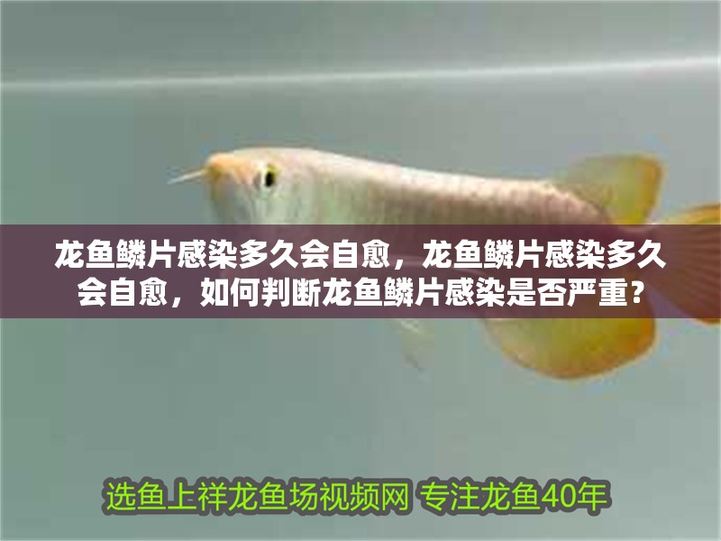 龍魚鱗片感染多久會自愈，龍魚鱗片感染多久會自愈，如何判斷龍魚鱗片感染是否嚴重？