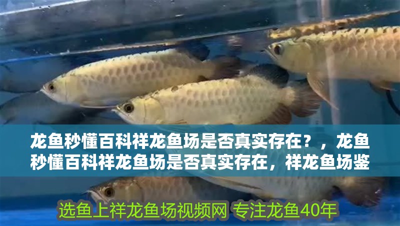 龍魚秒懂百科祥龍魚場是否真實存在？，龍魚秒懂百科祥龍魚場是否真實存在，祥龍魚場鑒賞指南