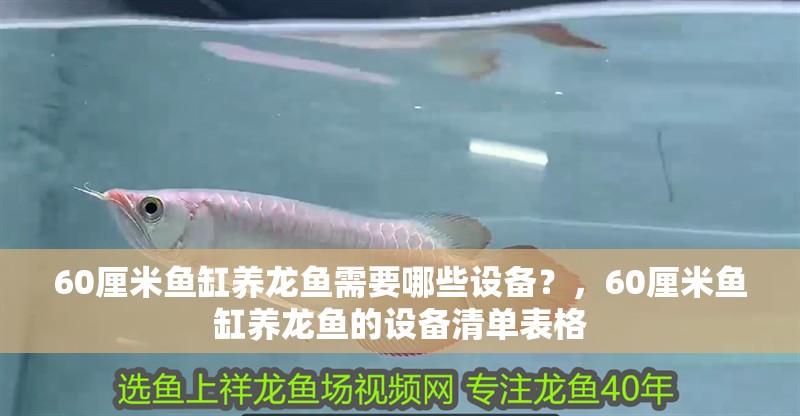 60厘米魚缸養龍魚需要哪些設備？，60厘米魚缸養龍魚的設備清單表格
