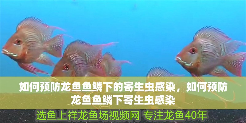 如何預防龍魚魚鱗下的寄生蟲感染，如何預防龍魚魚鱗下寄生蟲感染