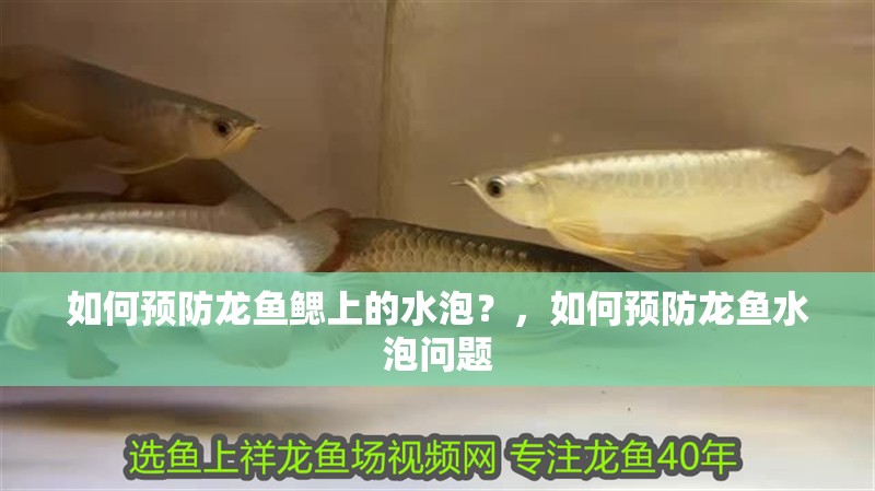 如何預(yù)防龍魚鰓上的水泡？，如何預(yù)防龍魚水泡問題