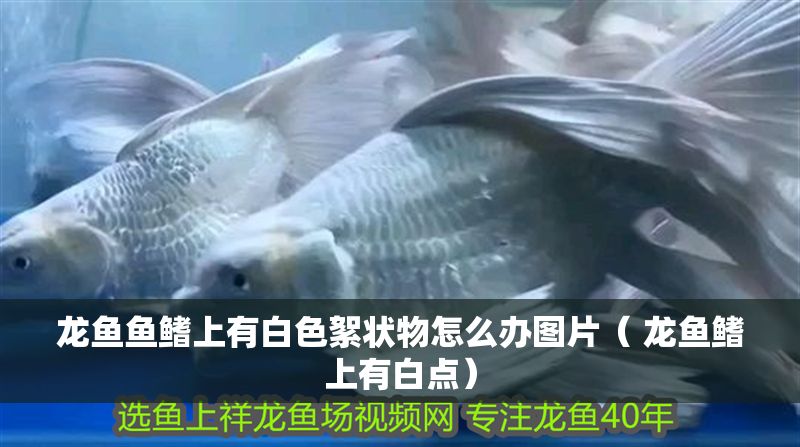 龍魚魚鰭上有白色絮狀物怎么辦圖片（ 龍魚鰭上有白點）