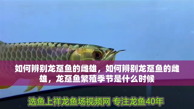 如何辨別龍躉魚的雌雄，如何辨別龍躉魚的雌雄，龍躉魚繁殖季節是什么時候