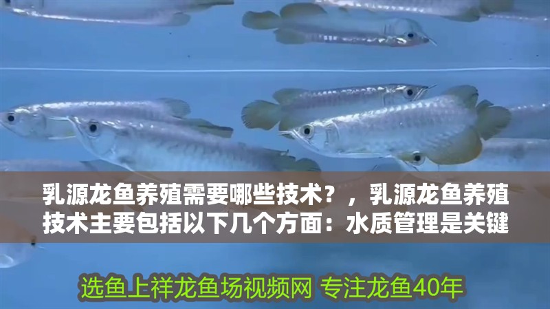 乳源龍魚養殖需要哪些技術？，乳源龍魚養殖技術主要包括以下幾個方面：水質管理是關鍵