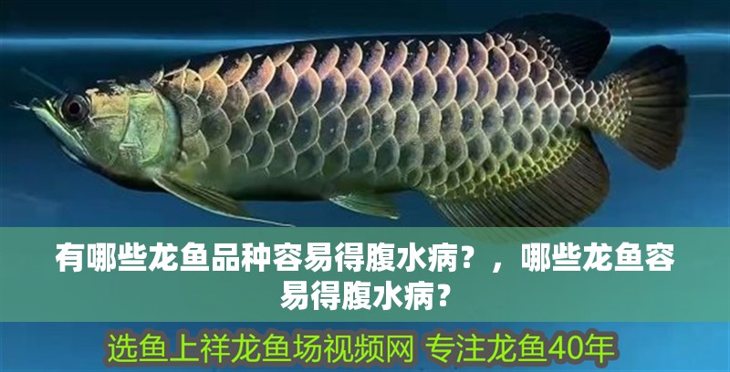 有哪些龍魚品種容易得腹水病？，哪些龍魚容易得腹水病？