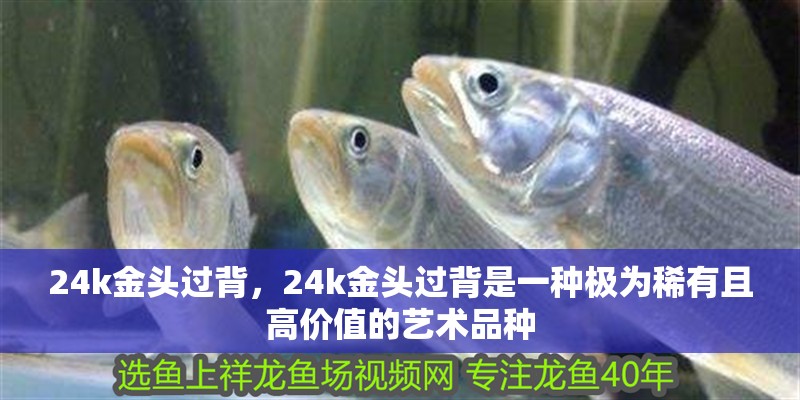 24k金頭過背，24k金頭過背是一種極為稀有且高價值的藝術(shù)品種
