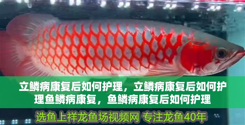 立鱗病康復(fù)后如何護理，立鱗病康復(fù)后如何護理魚鱗病康復(fù)，魚鱗病康復(fù)后如何護理