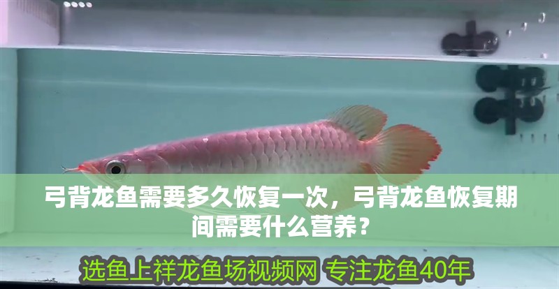 弓背龍魚需要多久恢復(fù)一次，弓背龍魚恢復(fù)期間需要什么營養(yǎng)？