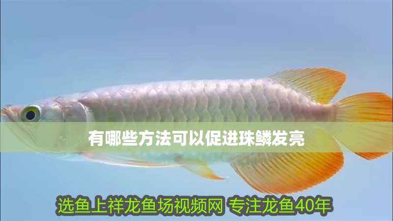 有哪些方法可以促進珠鱗發亮