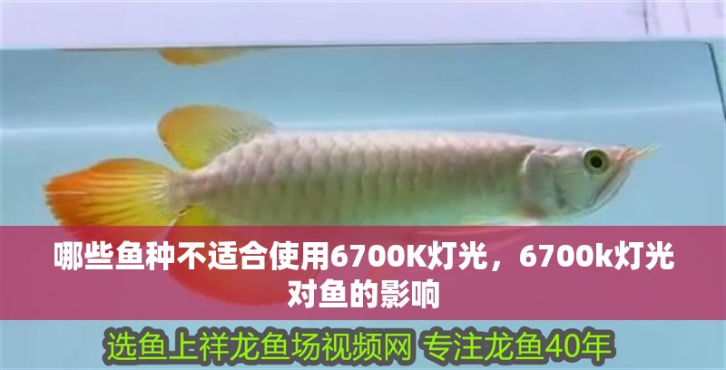 哪些魚種不適合使用6700K燈光，6700k燈光對魚的影響