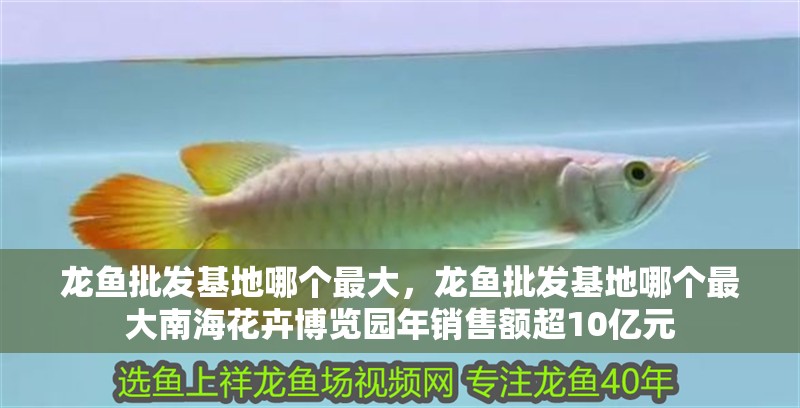 龍魚批發基地哪個最大，龍魚批發基地哪個最大南海花卉博覽園年銷售額超10億元