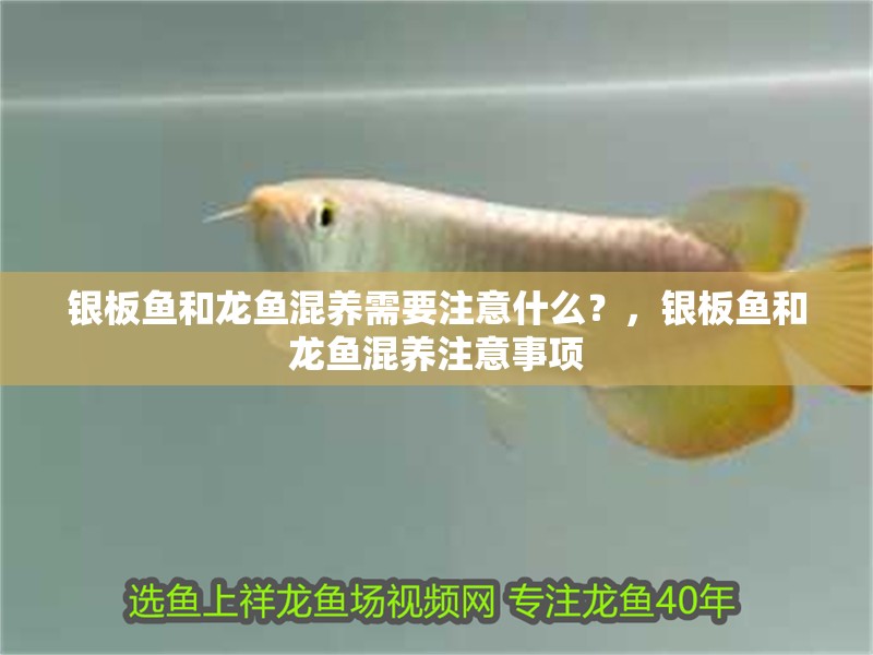 銀板魚和龍魚混養需要注意什么？，銀板魚和龍魚混養注意事項