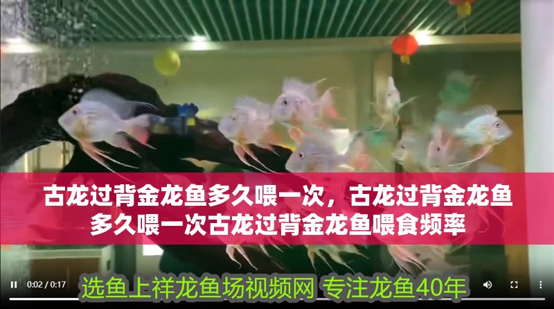 古龍過背金龍魚多久喂一次，古龍過背金龍魚多久喂一次古龍過背金龍魚喂食頻率