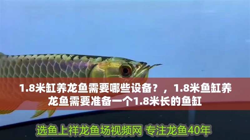 1.8米缸養龍魚需要哪些設備？，1.8米魚缸養龍魚需要準備一個1.8米長的魚缸