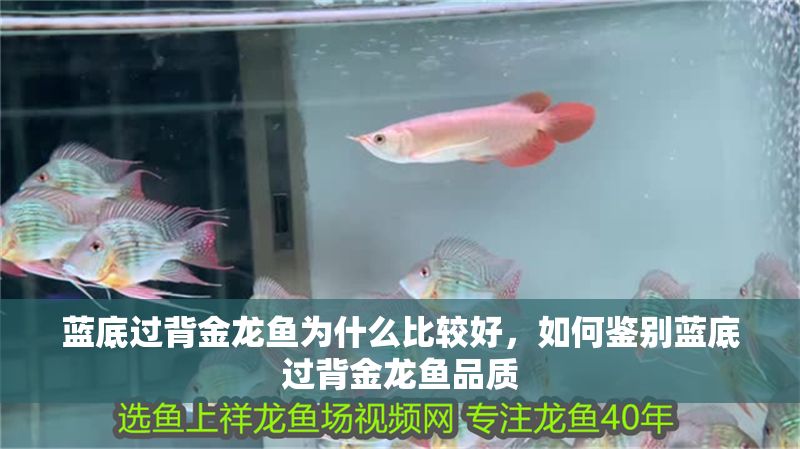 藍底過背金龍魚為什么比較好，如何鑒別藍底過背金龍魚品質