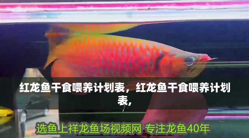 紅龍魚干食喂養計劃表，紅龍魚干食喂養計劃表,