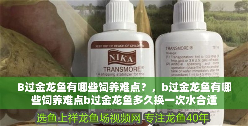 B過金龍魚有哪些飼養(yǎng)難點(diǎn)？，b過金龍魚有哪些飼養(yǎng)難點(diǎn)b過金龍魚多久換一次水合適