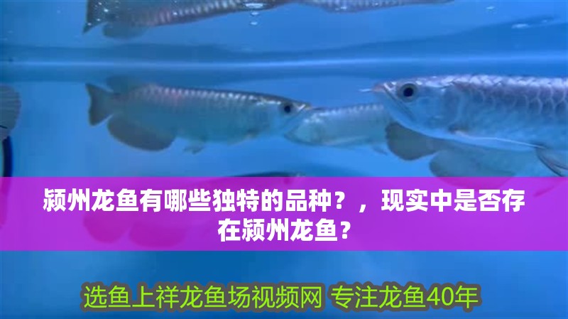 潁州龍魚有哪些獨特的品種？，現實中是否存在潁州龍魚？
