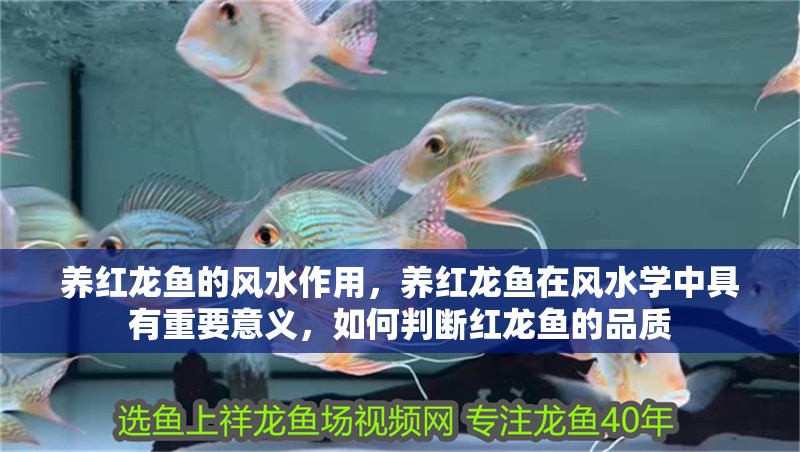 養(yǎng)紅龍魚的風(fēng)水作用，養(yǎng)紅龍魚在風(fēng)水學(xué)中具有重要意義，如何判斷紅龍魚的品質(zhì)
