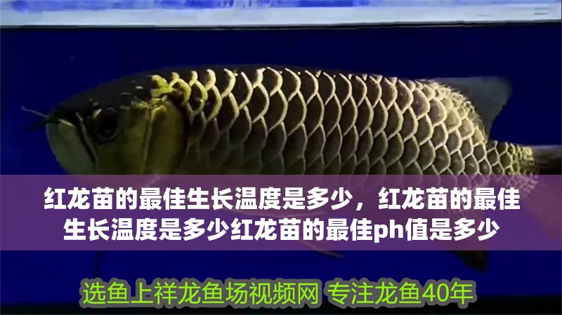 紅龍苗的最佳生長(zhǎng)溫度是多少，紅龍苗的最佳生長(zhǎng)溫度是多少紅龍苗的最佳ph值是多少
