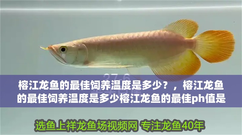 榕江龍魚的最佳飼養溫度是多少？，榕江龍魚的最佳飼養溫度是多少榕江龍魚的最佳ph值是多少