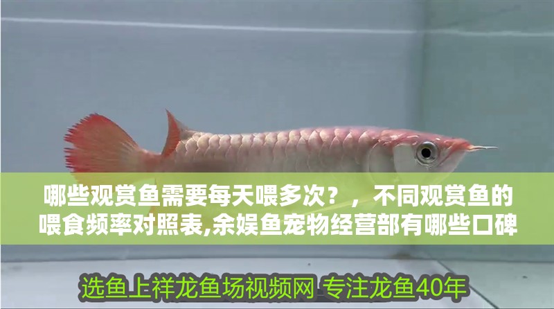 哪些觀賞魚需要每天喂多次？，不同觀賞魚的喂食頻率對(duì)照表,余娛魚寵物經(jīng)營(yíng)部有哪些口碑