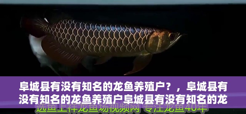 阜城縣有沒有知名的龍魚養殖戶？，阜城縣有沒有知名的龍魚養殖戶阜城縣有沒有知名的龍魚養殖戶