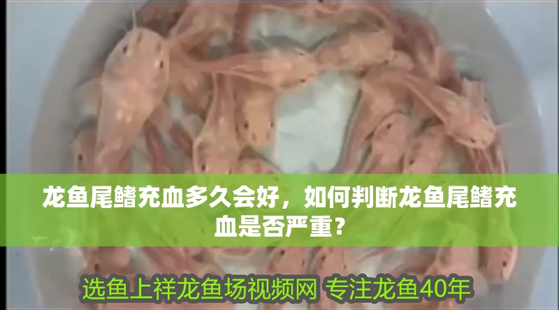 龍魚尾鰭充血多久會好，如何判斷龍魚尾鰭充血是否嚴重？