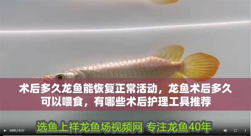 術后多久龍魚能恢復正常活動，龍魚術后多久可以喂食，有哪些術后護理工具推薦