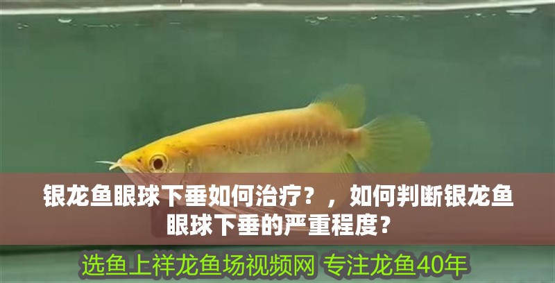 銀龍魚眼球下垂如何治療？，如何判斷銀龍魚眼球下垂的嚴重程度？