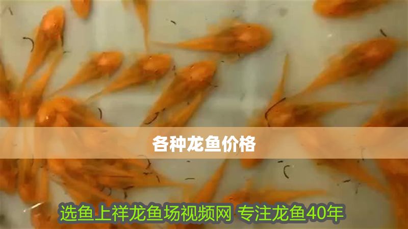 各種龍魚價格