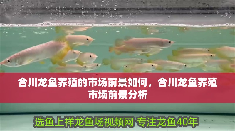 合川龍魚養殖的市場前景如何，合川龍魚養殖市場前景分析