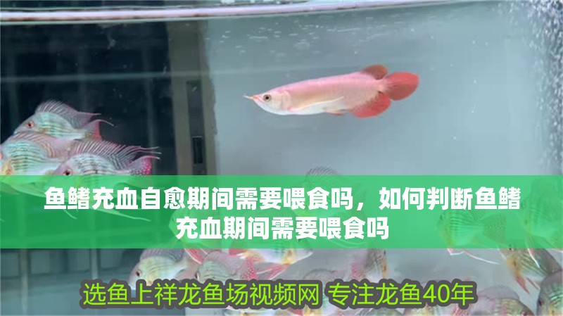 魚鰭充血自愈期間需要喂食嗎，如何判斷魚鰭充血期間需要喂食嗎