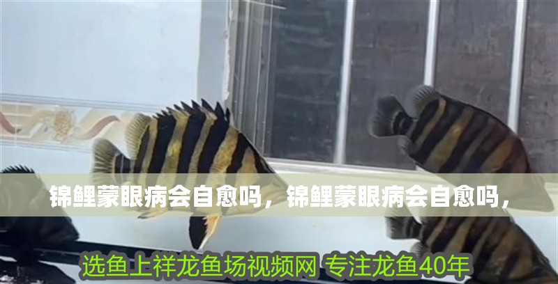 屬龍人養魚有哪些成功案例，屬龍人養魚成功案例