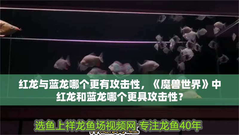 紅龍與藍(lán)龍哪個更有攻擊性，《魔獸世界》中紅龍和藍(lán)龍哪個更具攻擊性？