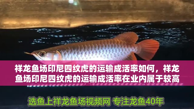 祥龍魚場印尼四紋虎的運輸成活率如何，祥龍魚場印尼四紋虎的運輸成活率在業內屬于較高水平