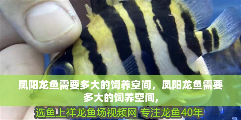 鳳陽龍魚需要多大的飼養空間，鳳陽龍魚需要多大的飼養空間,
